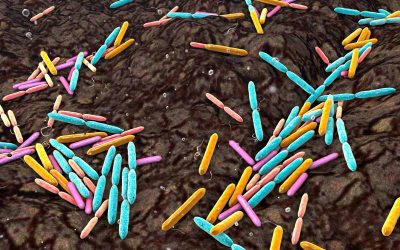 Soil Biology, Making Lawns Fun Again!