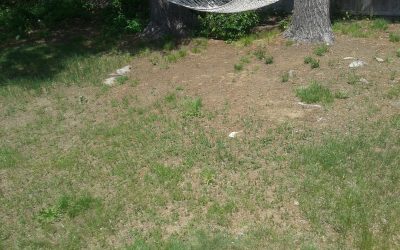 Dead Grass and Trees