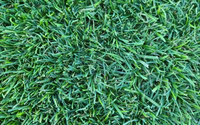 SUPERSEED, a New Way to Repair Your Lawn.