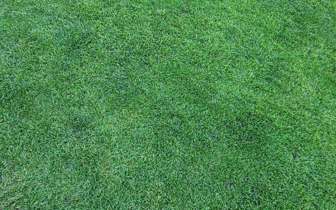 The Ø N Lawn (No Nitrogen)