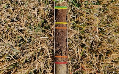 Got A Thatch Problem?