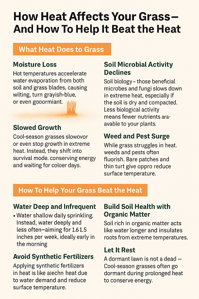 How Heat Affects Your Grass—and How to Help It Beat the Heat