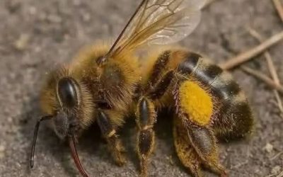 Why I Chose the Biological Path