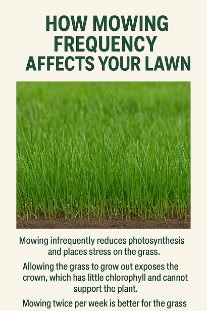 Why Mowing Frequency Matters More Than You Think: The Hidden Stress You’re Putting on Your Lawn